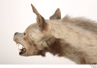 Striped Hyena Hyaena hyaena head neck 0002.jpg